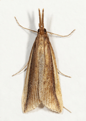 Donacaula albicostellus