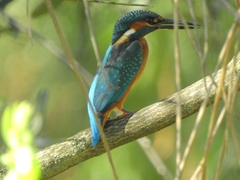 Alcedo atthis ispida