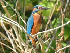 Alcedo atthis ispida