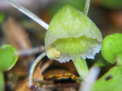 Corybas walliae