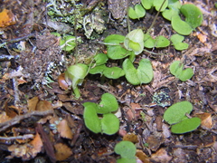 Corybas walliae