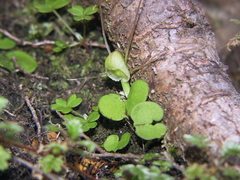Corybas walliae
