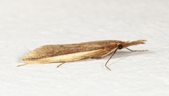 Donacaula albicostellus