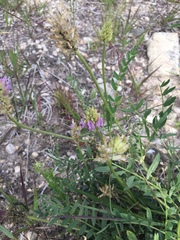 Astragalus laxmannii