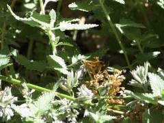 Ochlodes sylvanoides