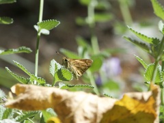 Ochlodes sylvanoides