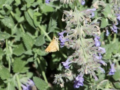 Ochlodes sylvanoides