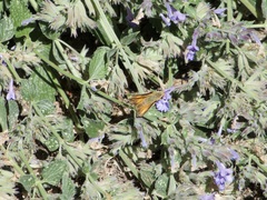 Ochlodes sylvanoides
