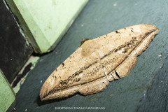 Hulodes drylla