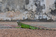 Iguana iguana