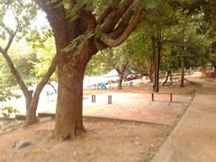 Enterolobium cyclocarpum