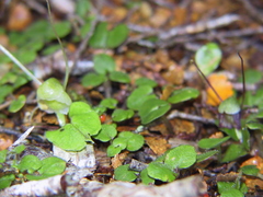 Corybas walliae