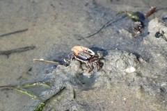 Austruca annulipes image