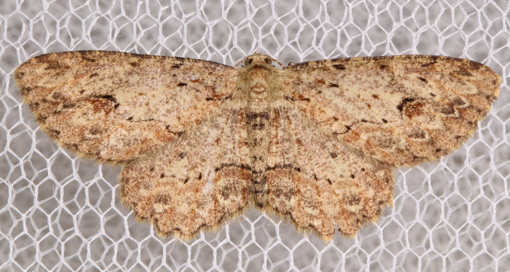 Ectropis bispinaria