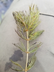 Ceratophyllum echinatum