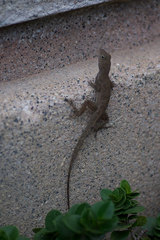 Anolis cristatellus cristatellus