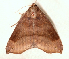 Bastilla hamatilis