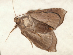 Bastilla hamatilis