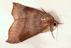 Bastilla hamatilis