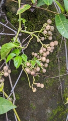 Tetrastigma lanyuense