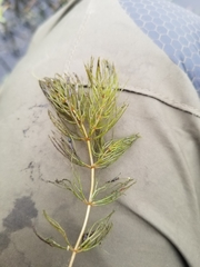 Ceratophyllum echinatum