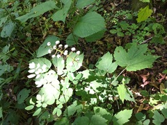 Actaea × ludovicii
