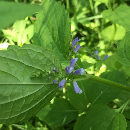 Blue skullcap (Scutellaria lateriflora)