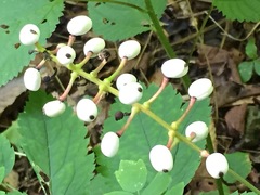 Actaea × ludovicii
