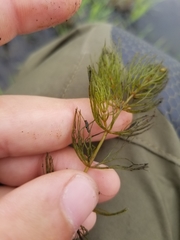 Ceratophyllum echinatum