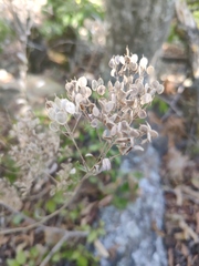 Odontarrhena muralis