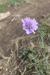 Scabiosa comosa