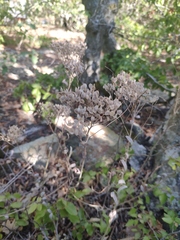 Odontarrhena muralis