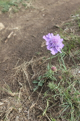 Scabiosa comosa
