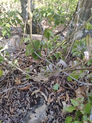 Odontarrhena muralis