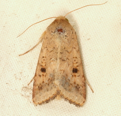 Australothis rubrescens