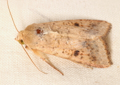 Australothis rubrescens