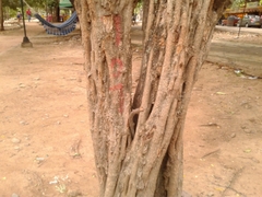 Haematoxylum brasiletto