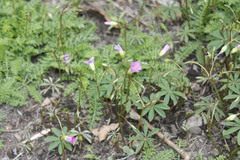 Oxalis hernandesii