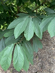 Asimina triloba