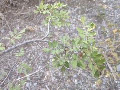 Fraxinus angustifolia oxycarpa