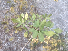 Fraxinus angustifolia oxycarpa