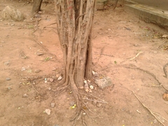 Haematoxylum brasiletto