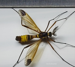 Ctenophora ornata