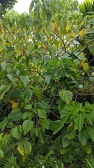 Acalypha cardiophylla