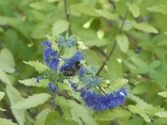 Apis mellifera
