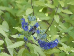Apis mellifera