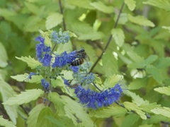 Apis mellifera