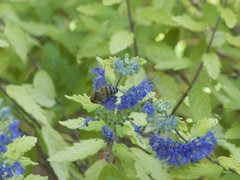 Apis mellifera