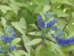 Apis mellifera