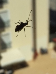 Centrocoris spiniger